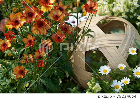 竹細工の毬と美しく咲いたラナンキュラス 79234054