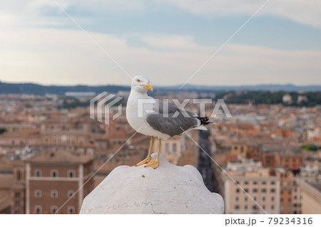 Mediterranean gull seating on roof of Vittoriano in Rome, Italy 79234316