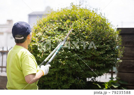 剪定作業をする高齢者 79235588