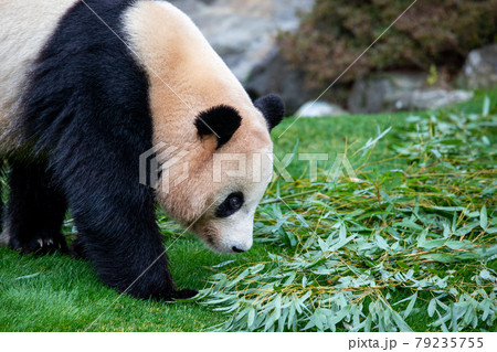 背景素材 可愛いパンダのポートレートの写真素材