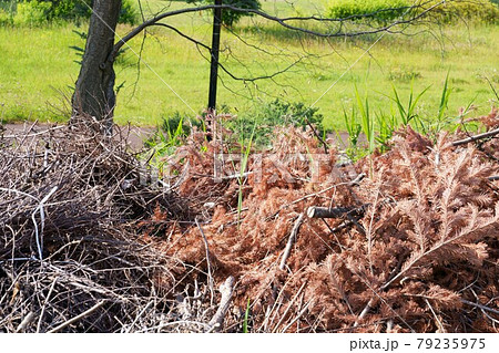 環境管理　エコロジーイメージ 79235975