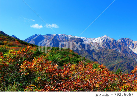 麗しき北アルプス　その2107　：　信州の紅葉　その2107      ；　紅葉の八方尾根 79236067