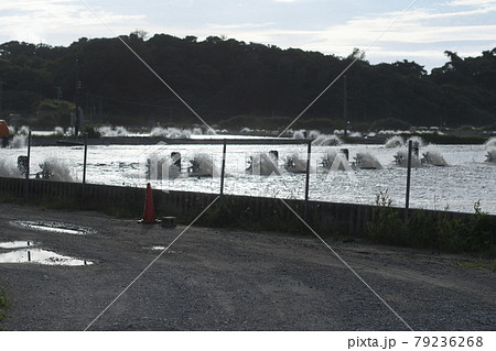 車エビ養殖場　車エビ　車海老　クルマエビ　池　水車　飼育　家畜　漁業　産業　ビジネス　沖縄 79236268