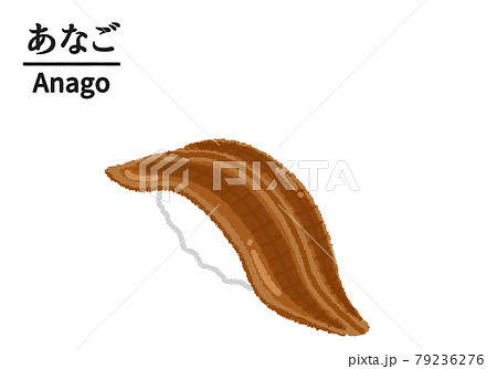 穴子 アナゴ 寿司のイラストのイラスト素材