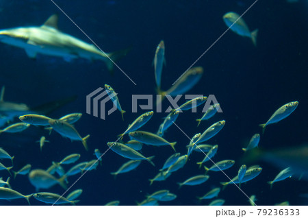 水族館は楽しい 水族館は楽しい 79236333