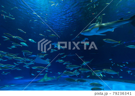 水族館は楽しい 79236341