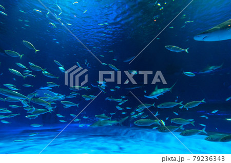 水族館は楽しい 79236343