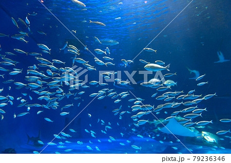 水族館は楽しい 水族館は楽しい 79236346
