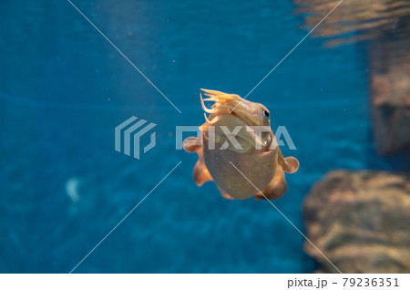 水族館は楽しい 79236351