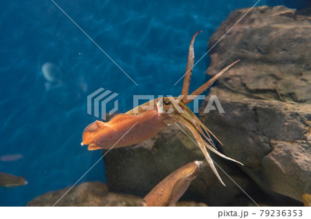 水族館は楽しい 水族館は楽しい 79236353