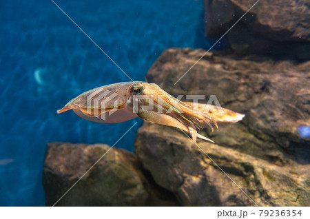 水族館は楽しい 水族館は楽しい 79236354