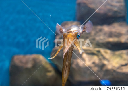 水族館は楽しい 水族館は楽しい 79236356