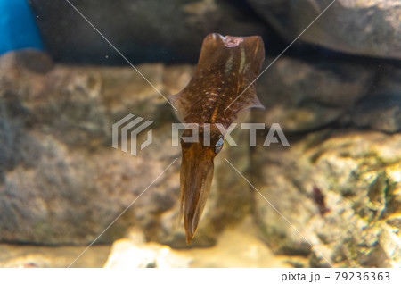 水族館は楽しい 水族館は楽しい 79236363