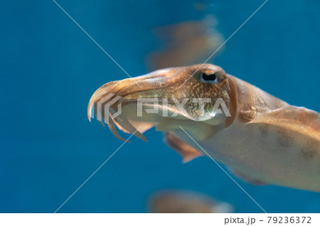 水族館は楽しい 水族館は楽しい 79236372