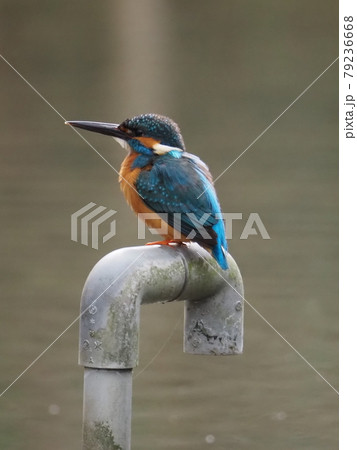 池のろ過ポンプ送水口にとまるカワセミ 79236668