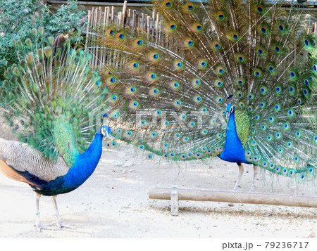 クジャク・成鳥と幼鳥の、羽全開の競演 79236717