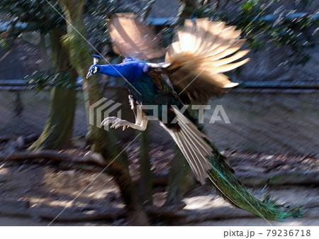 クジャク・飛翔 クジャク・飛翔 79236718
