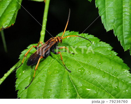 生態画像、ベッコウクモバチの仲間 79236760