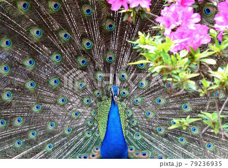 クジャクが羽を全開して、ピンク色の花と競演 79236935