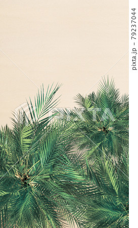 Top and aerial view on tropical sand beach, palm tree. Copy space. Drone photo. Background 79237044