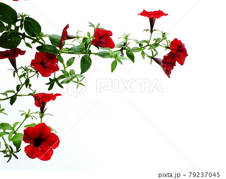 Petunia grandiflora border isolated on white background 79237045