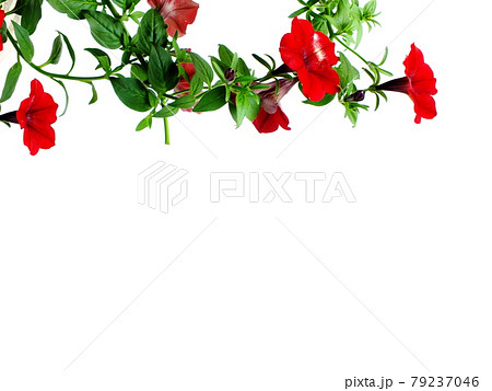 Petunia grandiflora border isolated on white background 79237046