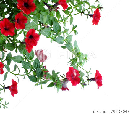 Petunia grandiflora border isolated on white background 79237048