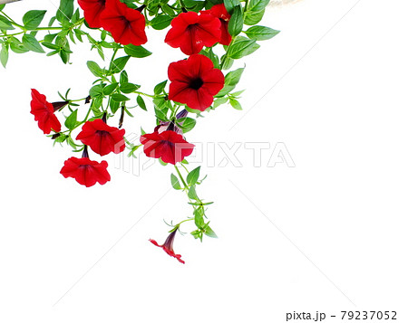 Petunia grandiflora border isolated on white background 79237052