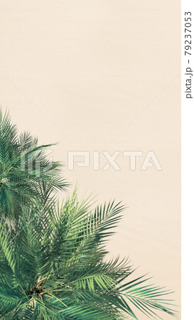 Top and aerial view on tropical sand beach, palm tree. Copy space. Drone photo. Background.Vertical ratio. 16:9 79237053