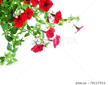 Petunia grandiflora border isolated on white background 79237054