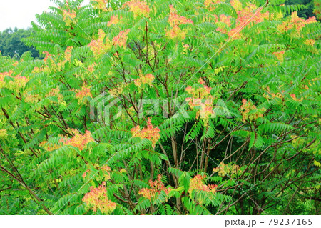 美しき夏の植物 その2107 : 花と植物が織りなす色紙 その2107 美しき夏の植物 その2107 : 花と植物が織りなす色紙 その2107 79237165