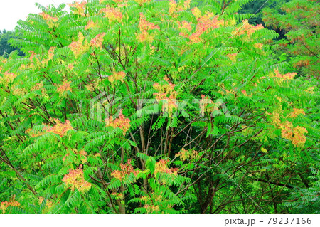 美しき夏の植物 その2107 : 花と植物が織りなす色紙 その2107 美しき夏の植物 その2107 : 花と植物が織りなす色紙 その2107 79237166