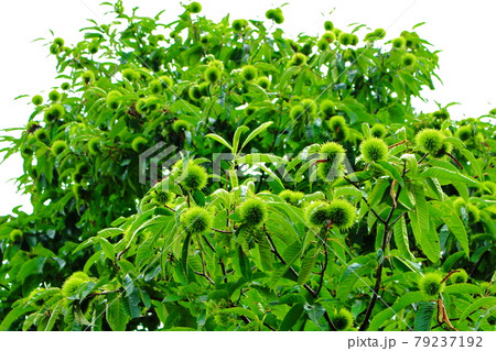 美しき夏の植物　その2107　　：　　花と植物が織りなす色紙　その2107 79237192