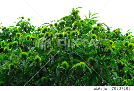 美しき夏の植物　その2107　　：　　花と植物が織りなす色紙　その2107 79237193