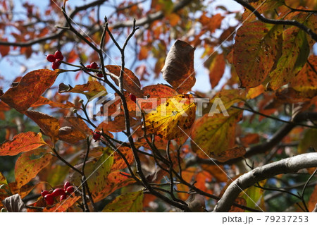 ハナミズキの紅葉と果実 逆光で一層色鮮やかですの写真素材