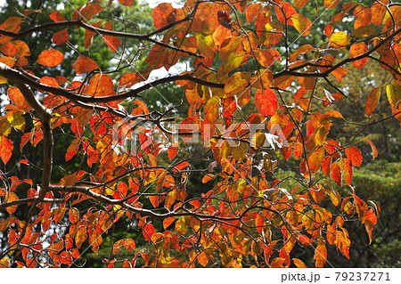 ハナミズキの紅葉 逆光でひときわ色鮮やかでしたの写真素材