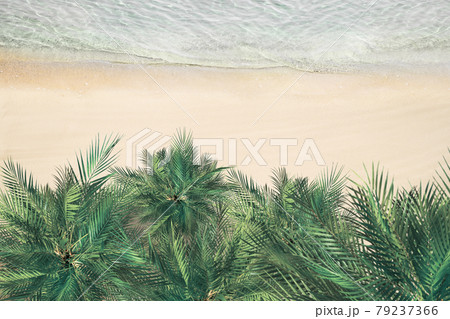 Top and aerial view on tropical sand beach, palm tree and sea. Ocean coastline. Drone photo. Background 79237366