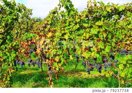 秋のマリコ・ヴィンヤード　：　信州の紅葉　その2107　：　　花と植物が織りなす色紙　その2107 79237738