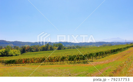 秋のマリコ・ヴィンヤード : 信州の紅葉 その2107 : 花と植物が織りなす色紙 その2107 秋のマリコ・ヴィンヤード : 信州の紅葉 その2107 : 花と植物が織りなす色紙 その2107 79237753