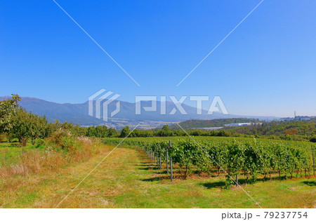 秋のマリコ・ヴィンヤード　：　信州の紅葉　その2107　：　　花と植物が織りなす色紙　その2107 79237754