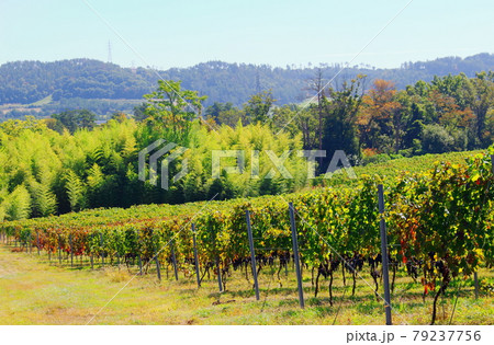 秋のマリコ・ヴィンヤード　：　信州の紅葉　その2107　：　　花と植物が織りなす色紙　その2107 79237756