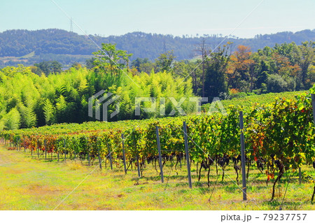 秋のマリコ・ヴィンヤード　：　信州の紅葉　その2107　：　　花と植物が織りなす色紙　その2107 79237757