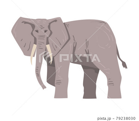 Walking Elephant as Large African Animal with Trunk, Tusks, Ear Flaps and Massive Legs Vector Illustration 79238030