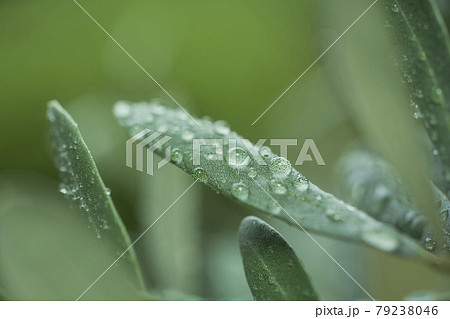 雨の日のオリーブの葉 雨の日のオリーブの葉 79238046