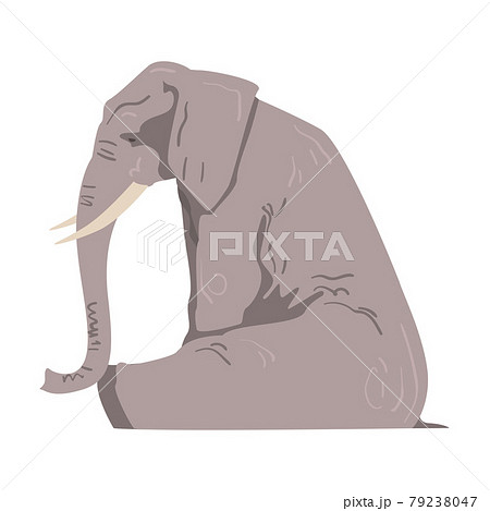 Sitting Elephant as Large African Animal with Trunk, Tusks, Ear Flaps and Massive Legs Side View Vector Illustration Sitting Elephant as Large African Animal with Trunk, Tusks, Ear Flaps and Massive Legs Side View Vector Illustration 79238047