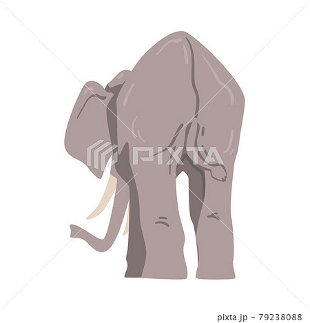 Standing Elephant as Large African Animal with Trunk, Tusks, Ear Flaps and Massive Legs Back View Vector Illustration Standing Elephant as Large African Animal with Trunk, Tusks, Ear Flaps and Massive Legs Back View Vector Illustration 79238088