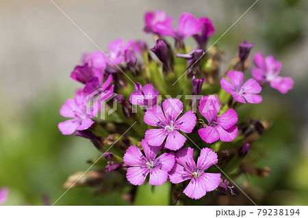 ハマナデシコ 79238194