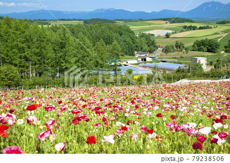 ポピーと北の大地 ポピーと北の大地 79238506