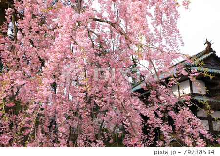 弘前公園 追手門としだれ桜 弘前公園 追手門としだれ桜 79238534