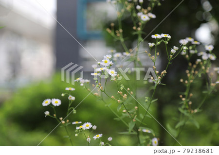 名古屋市　四間道　堀川 79238681